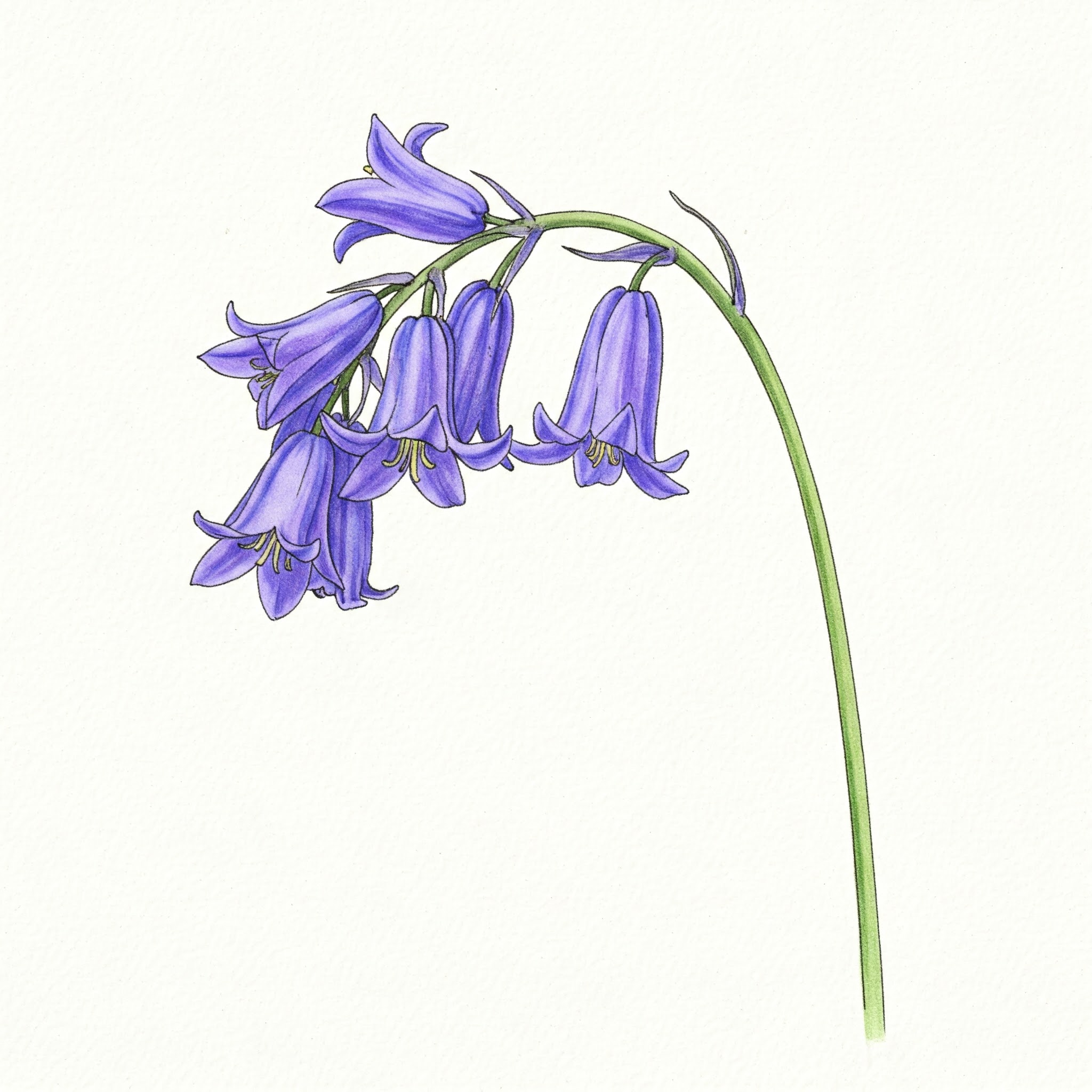 Irish Bluebell (Common Bluebell)