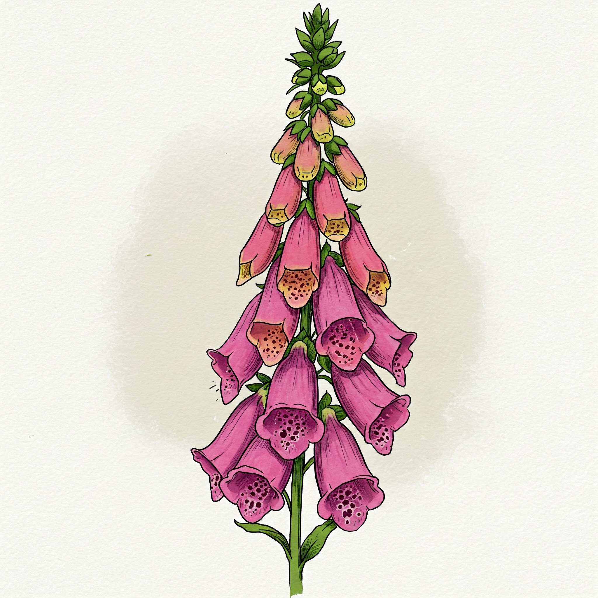 Foxglove