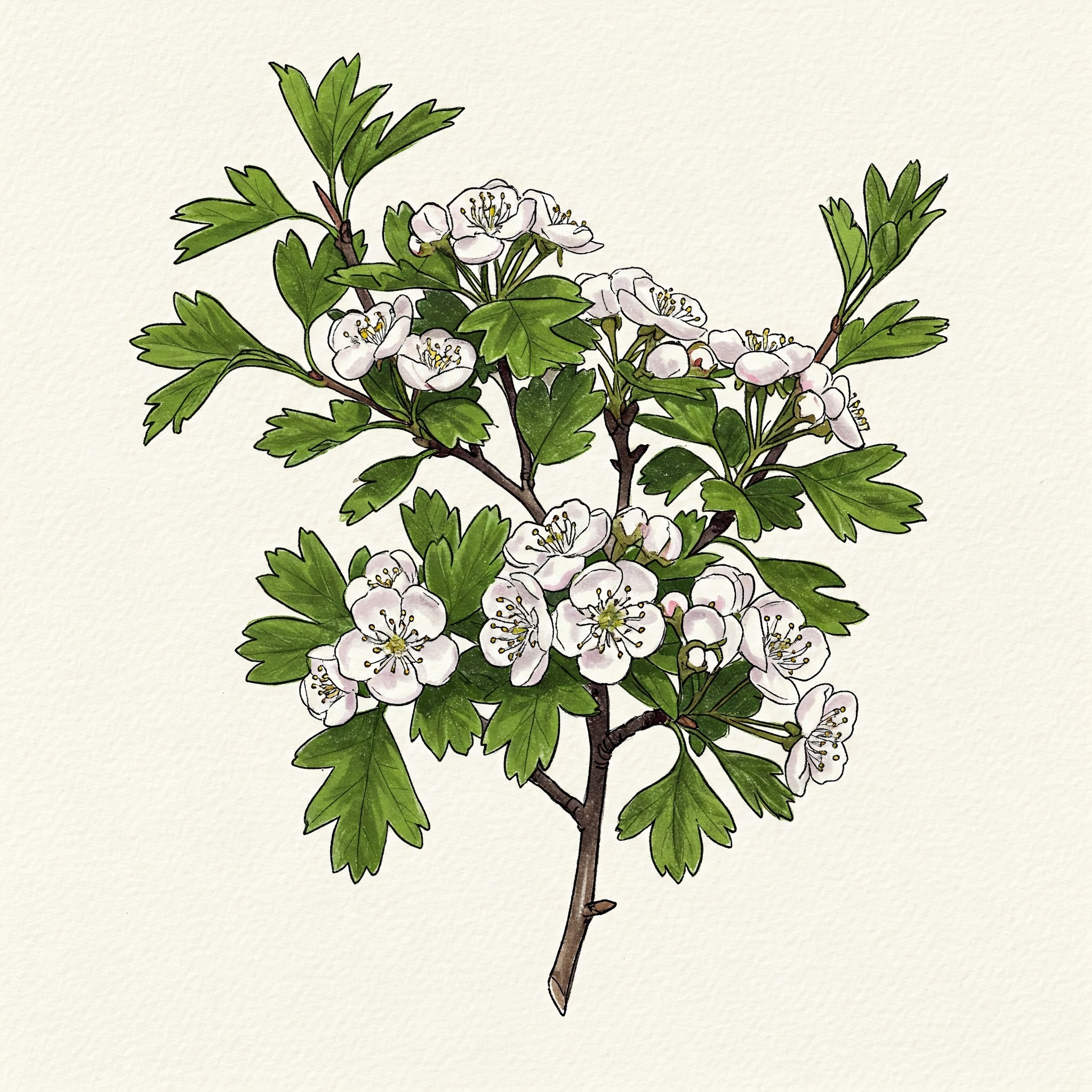 Hawthorn (May Bush)